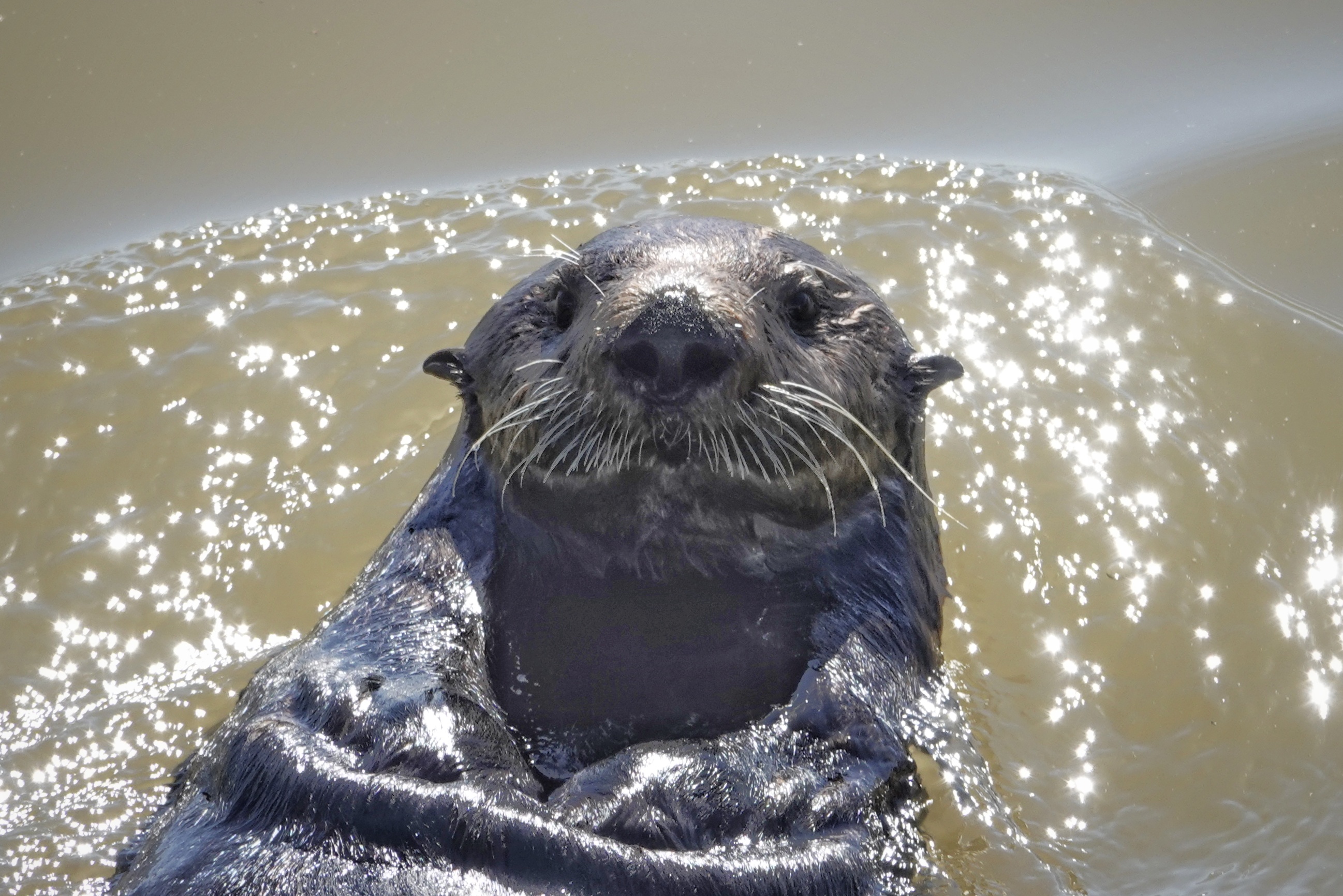 Loutre de mer en Californie